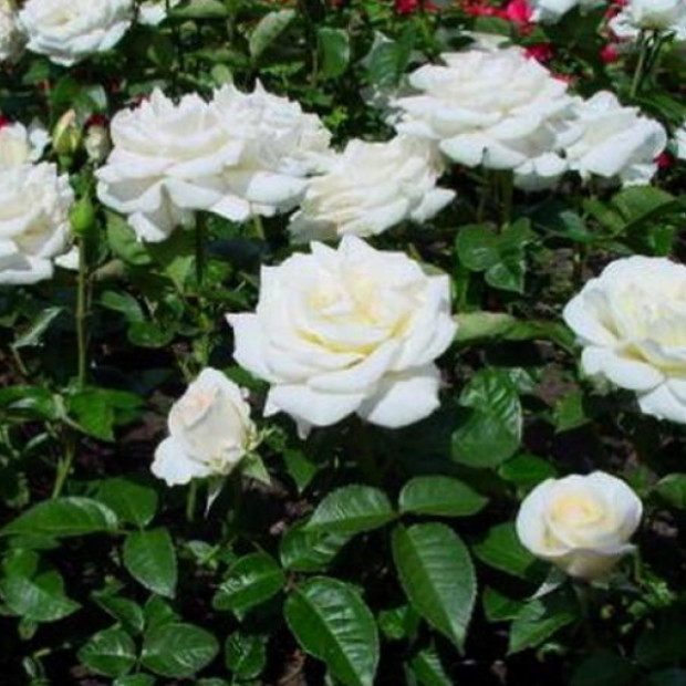 Фото 2. Роза 