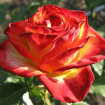 Миниатюра 1. Роза 