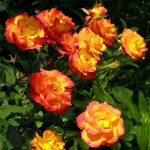 Миниатюра 3. Роза 