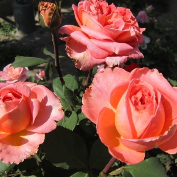 Фото 3. Роза 