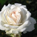 Миниатюра 1. Роза 