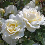 Миниатюра 4. Роза 