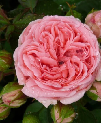 Роза Kimono в каталоге СЦ Корекозево