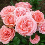 Миниатюра 2. Роза 