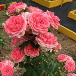 Миниатюра 3. Роза 