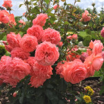 Миниатюра 4. Роза 