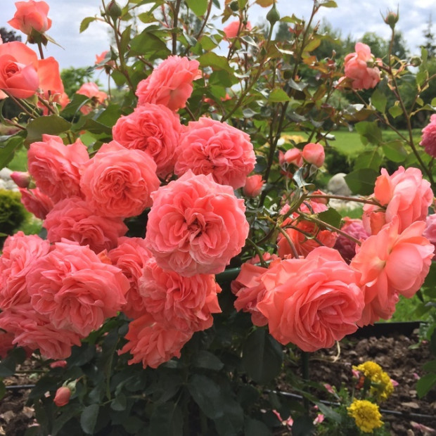 Фото 4. Роза 