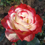 Миниатюра 1. Роза 