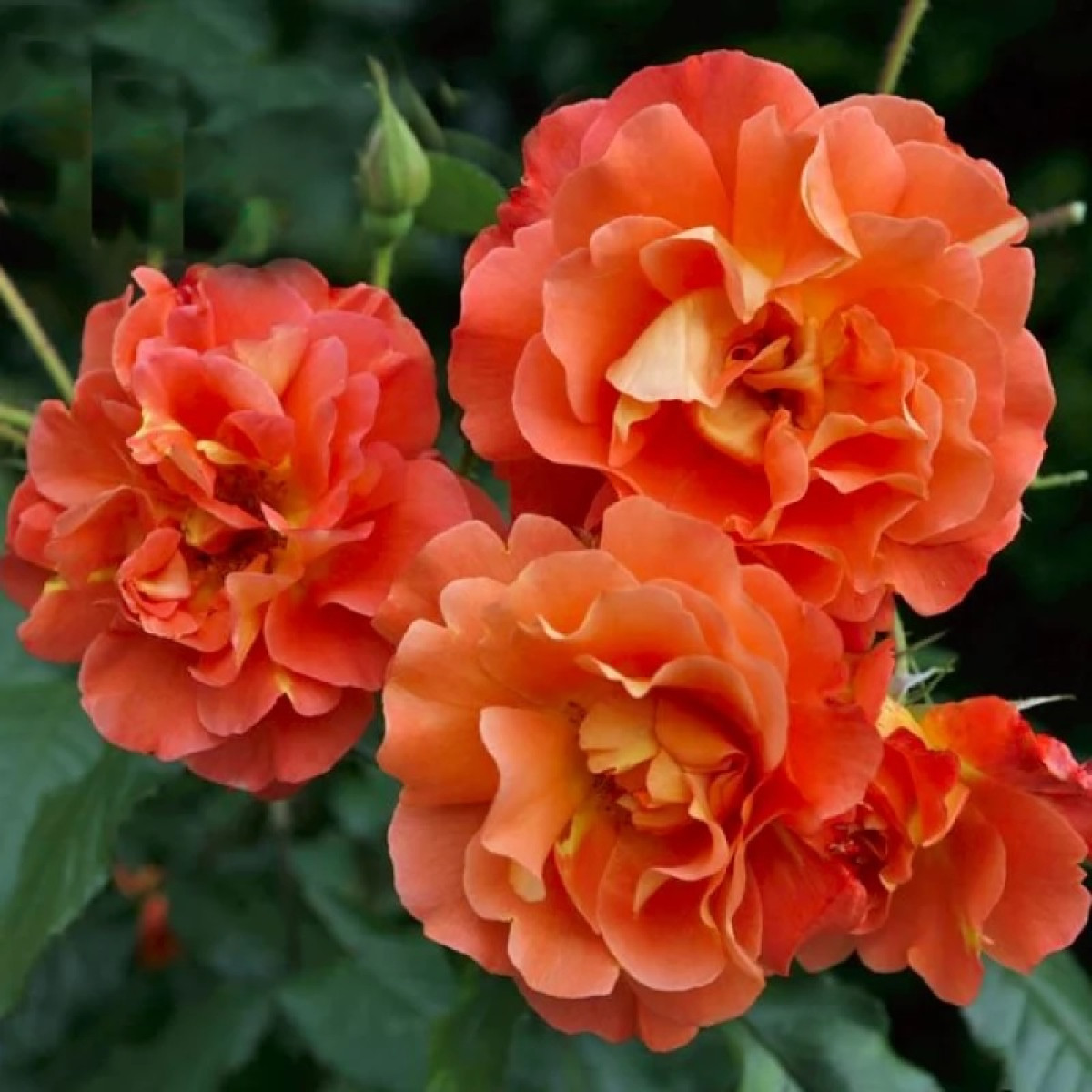 Роза Westerland в каталоге СЦ Корекозево