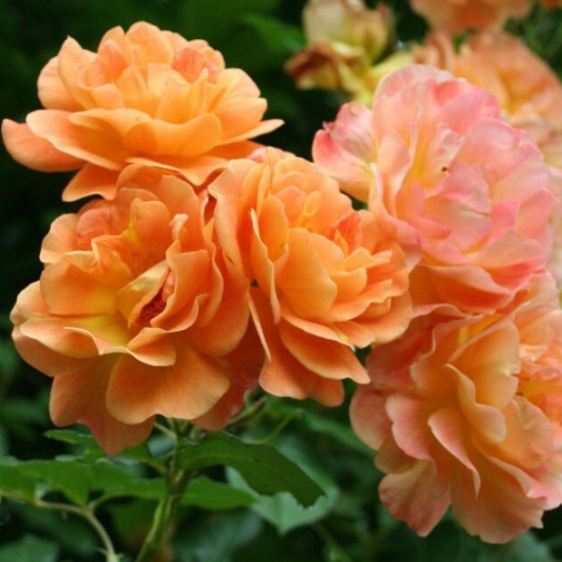 Фото 3. Роза 