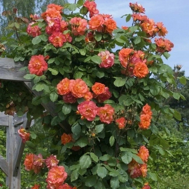 Фото 2. Роза 