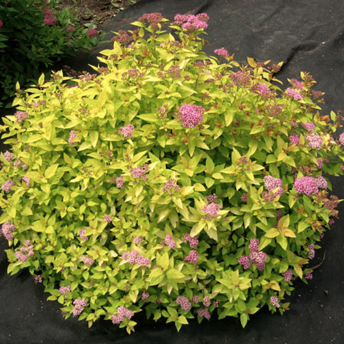 Спирея японская Голден Принцесс в каталоге СЦ Корекозево