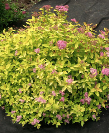 Спирея японская Голден Принцесс в каталоге СЦ Корекозево