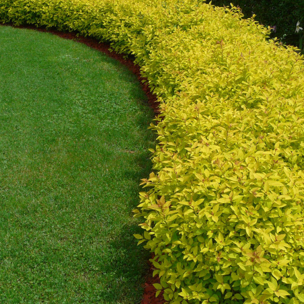 Фото 4. Спирея японская 