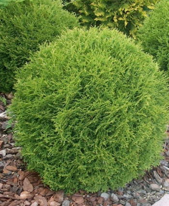 Туя западная Даника в каталоге СЦ Корекозево