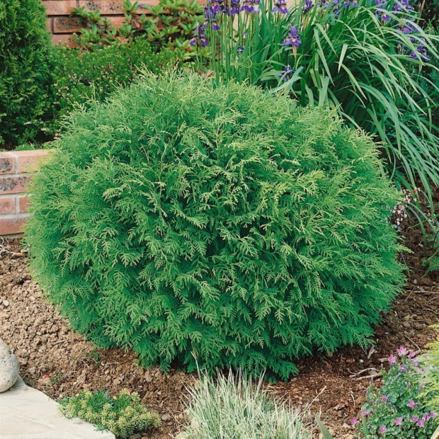 Фото 3. Туя западная Даника в каталоге СЦ Корекозево