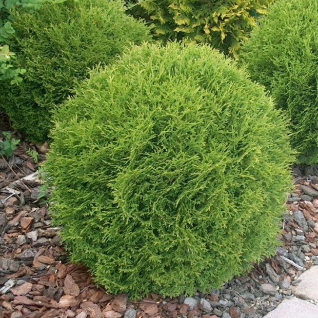 Фото 1. Туя западная Даника в каталоге СЦ Корекозево