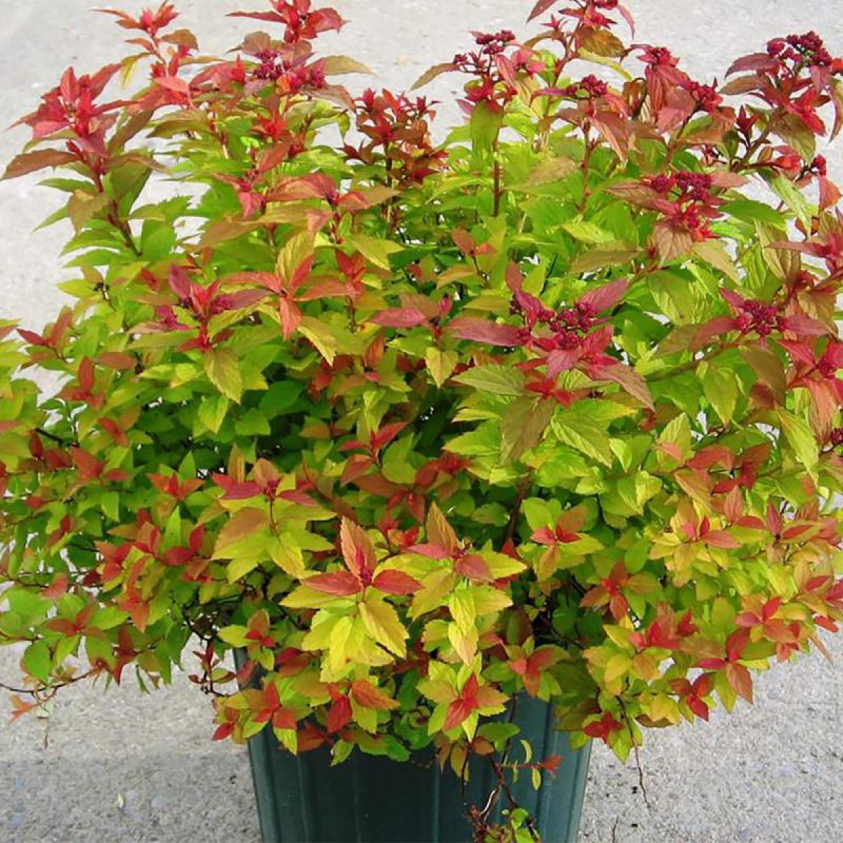 Спирея японская Голдфлейм в каталоге СЦ Корекозево