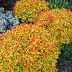 Миниатюра 2. Спирея японская 