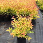 Миниатюра 3. Спирея японская 