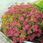 Миниатюра 4. Спирея японская 