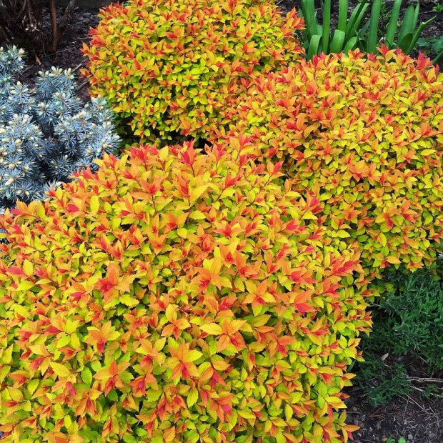 Фото 2. Спирея японская 