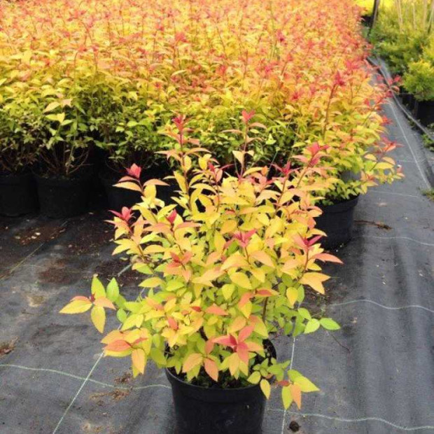 Фото 3. Спирея японская 