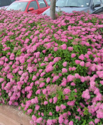 Спирея японская Литтл Принцесс в каталоге СЦ Корекозево