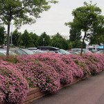 Миниатюра 4. Спирея японская Литтл Принцесс в каталоге СЦ Корекозево