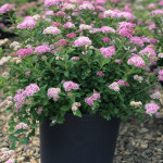 Миниатюра 2. Спирея японская Литтл Принцесс в каталоге СЦ Корекозево