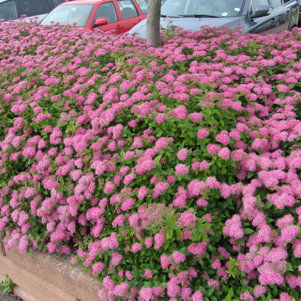 Фото 1. Спирея японская Литтл Принцесс в каталоге СЦ Корекозево