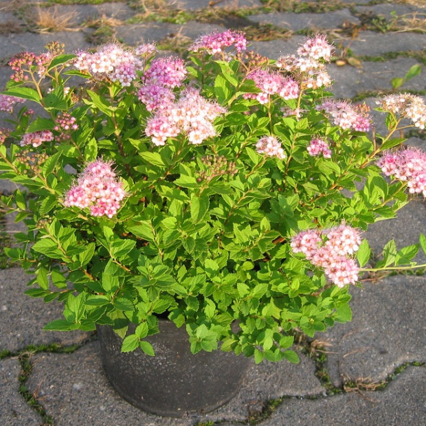 Фото 3. Спирея японская Литтл Принцесс в каталоге СЦ Корекозево