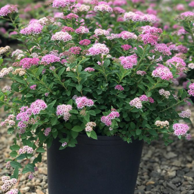 Фото 2. Спирея японская Литтл Принцесс в каталоге СЦ Корекозево