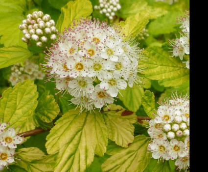 Пузыреплодник калинолистный Датс Голд в каталоге СЦ Корекозево