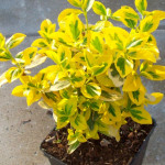 Миниатюра 2. Бересклет Форчуна Эмеральд Н Голд в каталоге СЦ Корекозево