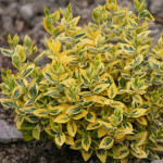 Миниатюра 1. Бересклет Форчуна Эмеральд Н Голд в каталоге СЦ Корекозево