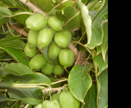 Актинидия «Лакомка» в каталоге СЦ Корекозево