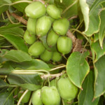 Миниатюра 4. Актинидия Лакомка в каталоге СЦ Корекозево