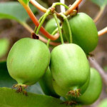 Миниатюра 1. Актинидия Лакомка в каталоге СЦ Корекозево