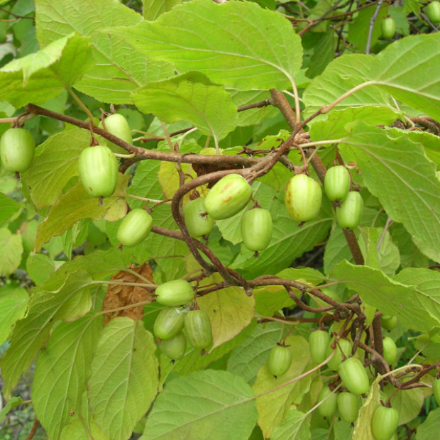 Фото 3. Актинидия Лакомка в каталоге СЦ Корекозево