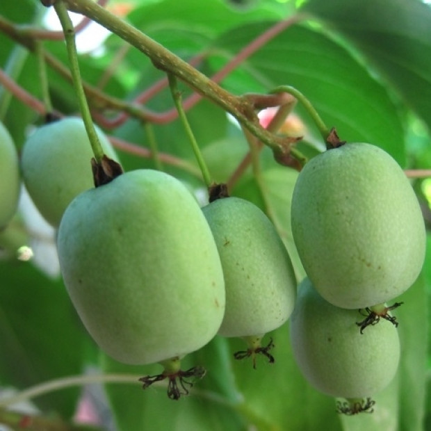 Фото 2. Актинидия Лакомка в каталоге СЦ Корекозево
