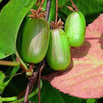 Миниатюра 1. Актинидия коломикта «Доктор Шимановский» в каталоге СЦ Корекозево