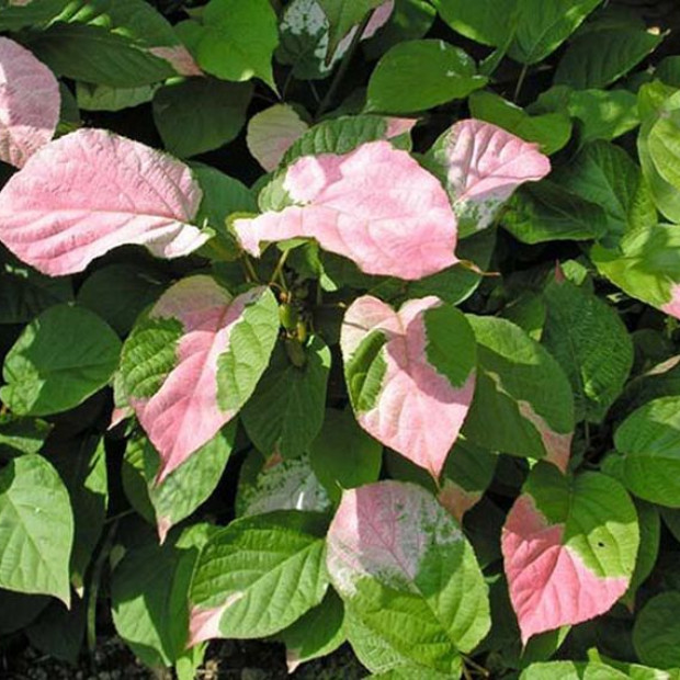 Фото 4. Актинидия коломикта «Доктор Шимановский» в каталоге СЦ Корекозево