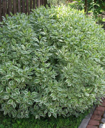 Дерен белый Элегантиссима в каталоге СЦ Корекозево