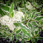 Миниатюра 3. Дерен белый Элегантиссима в каталоге СЦ Корекозево