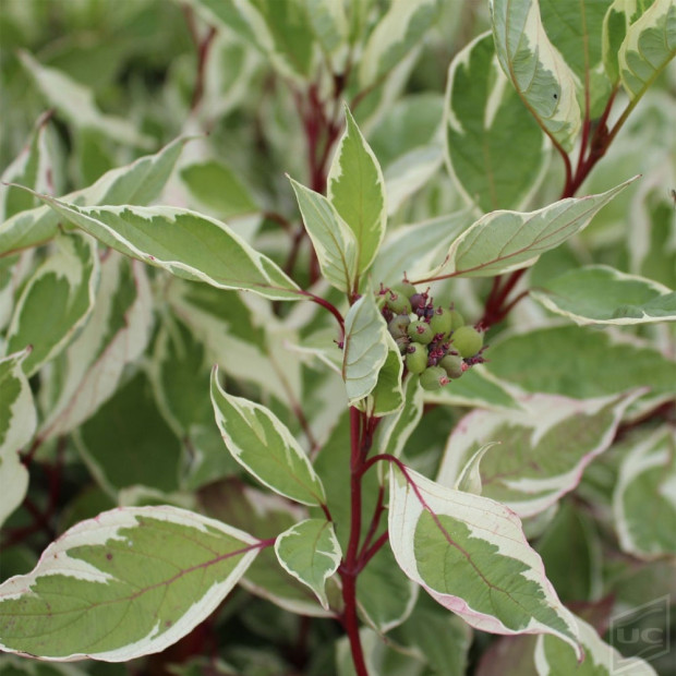 Фото 2. Дерен белый Элегантиссима в каталоге СЦ Корекозево
