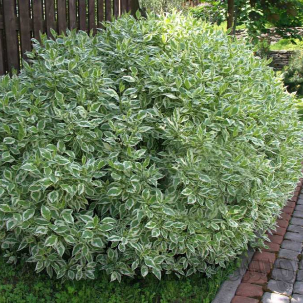 Фото 1. Дерен белый Элегантиссима в каталоге СЦ Корекозево