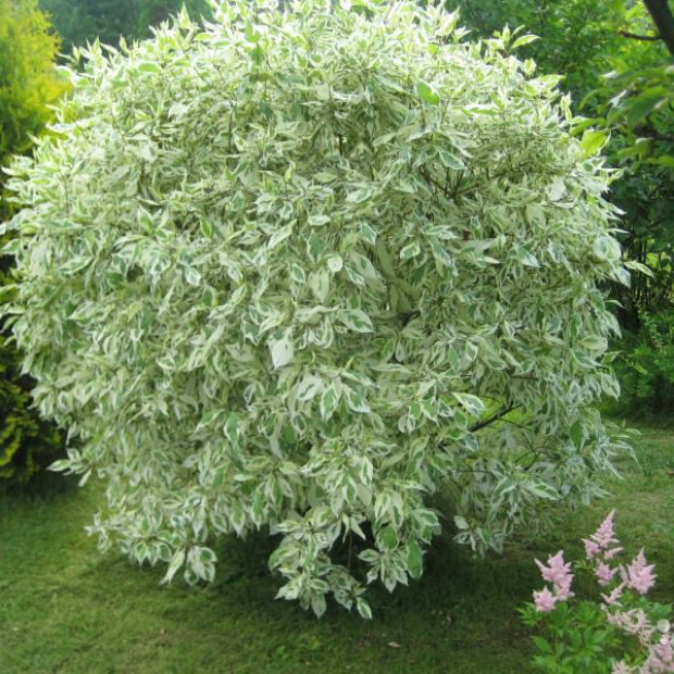 Фото 4. Дерен белый Элегантиссима в каталоге СЦ Корекозево