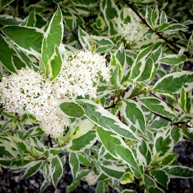 Фото 3. Дерен белый Элегантиссима в каталоге СЦ Корекозево