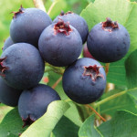 Миниатюра 3. Ирга канадская в каталоге СЦ Корекозево